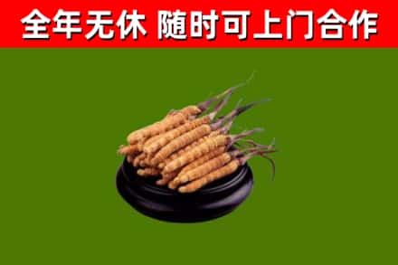 临潼区回收冬虫夏草